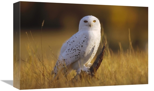 Global Gallery GCS-396942-1218-142 12 x 18 in. Snowy Owl Adult Amid Dr