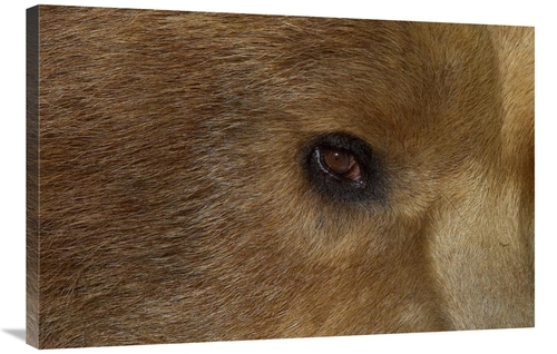 Global Gallery GCS-450892-2436-142 24 x 36 in. Grizzly Bear Portrait&#