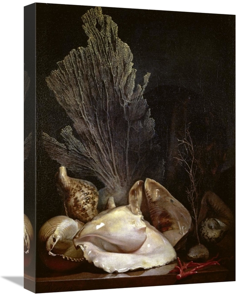 Global Gallery GCS-281705-22-142 22 in. Coquillages Et Madreposes Art 