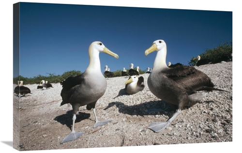 Global Gallery GCS-451079-2030-142 20 x 30 in. Waved Albatrossed on Ne