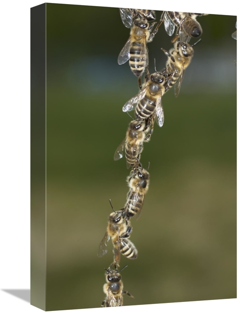 Global Gallery GCS-453385-1218-142 12 x 18 in. Honey Bee Chains Made t