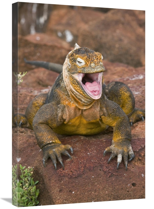 Global Gallery GCS-397375-2030-142 20 x 30 in. Galapagos Land Iguana Y