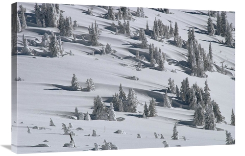 Global Gallery GCS-451908-2436-142 24 x 36 in. Douglas Fir Trees Casti