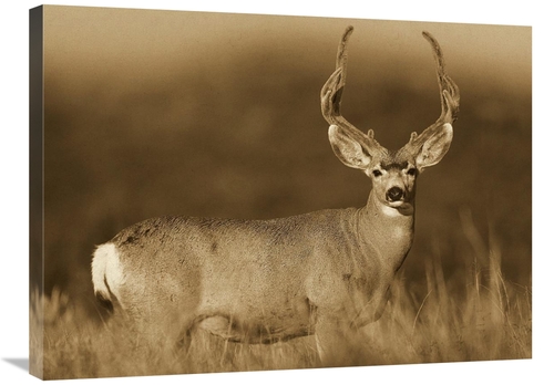 Global Gallery GCS-453687-2432-142 24 x 32 in. Mule Deer Male in Dry G