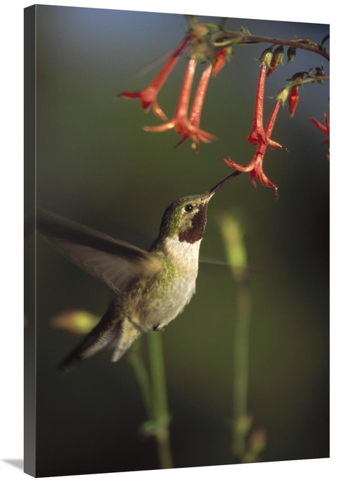 Global Gallery GCS-396779-2436-142 24 x 36 in. Broad-Tailed Hummingbir