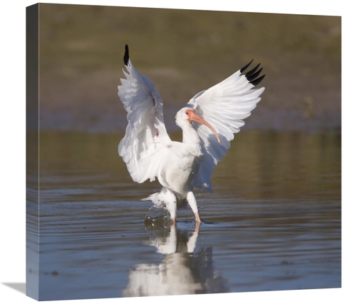 Global Gallery GCS-453335-22-142 22 in. White Ibis Landing, Rio Gr
