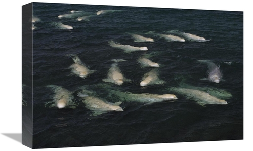 Global Gallery GCS-450775-1218-142 12 x 18 in. Beluga Pod Molting in F