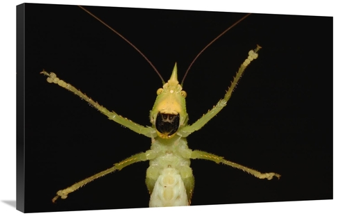 Global Gallery GCS-453208-2436-142 24 x 36 in. Katydid Close-Up of Und