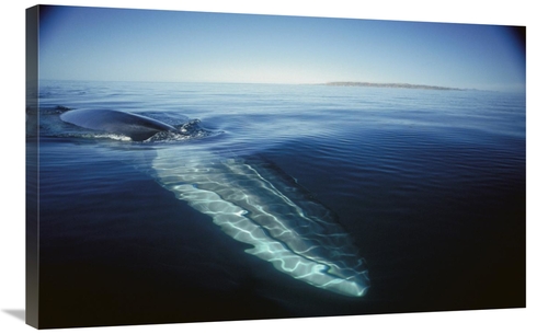 Global Gallery GCS-451686-2436-142 24 x 36 in. Fin Whale At Winter Fee