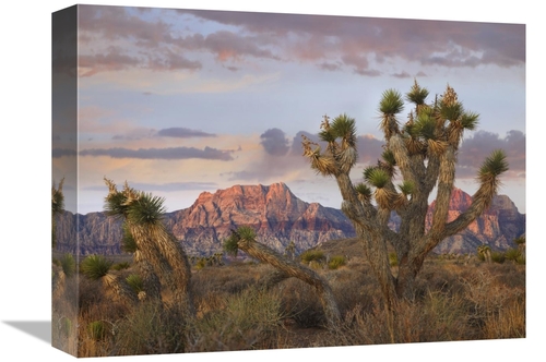 Global Gallery GCS-395951-1216-142 12 x 16 in. Joshua Tree & Spring Mo