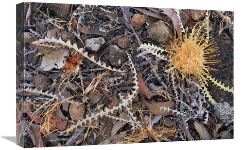 Global Gallery GCS-452864-1624-142 16 x 24 in. Acorn Banksia Among Lea