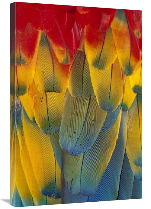 Global Gallery GCS-395706-2436-142 24 x 36 in. Scarlet Macaw Close-Up 