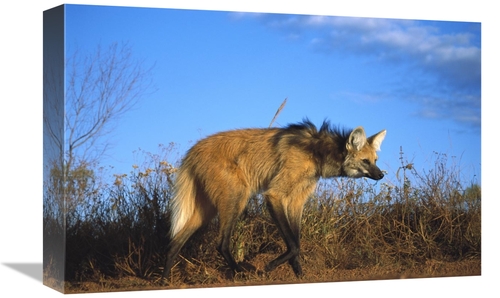 Global Gallery GCS-451657-1218-142 12 x 18 in. Maned Wolf in Tall Gras