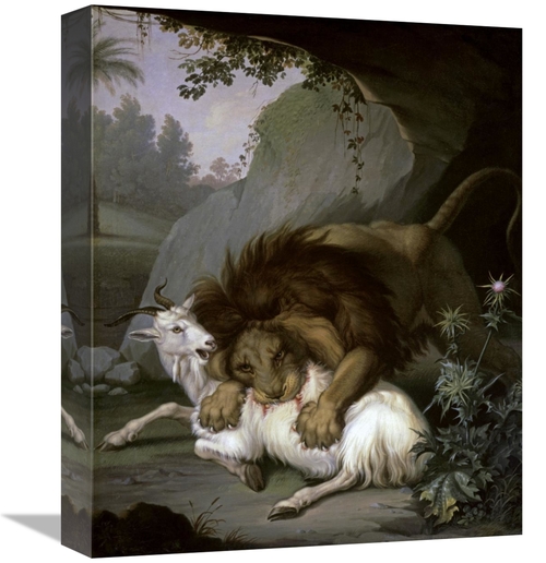 Global Gallery GCS-282661-16-142 16 in. A Lion Attacking a Goat Art Pr