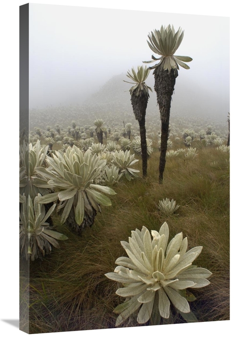 Global Gallery GCS-453157-2030-142 20 x 30 in. Paramo Flower, El A