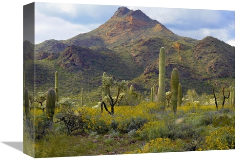 Global Gallery GCS-395935-1216-142 12 x 16 in. Saguaro & Teddybear Cho