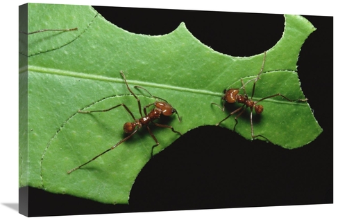 Global Gallery GCS-452348-2030-142 20 x 30 in. Leafcutter Ant Pair Cut