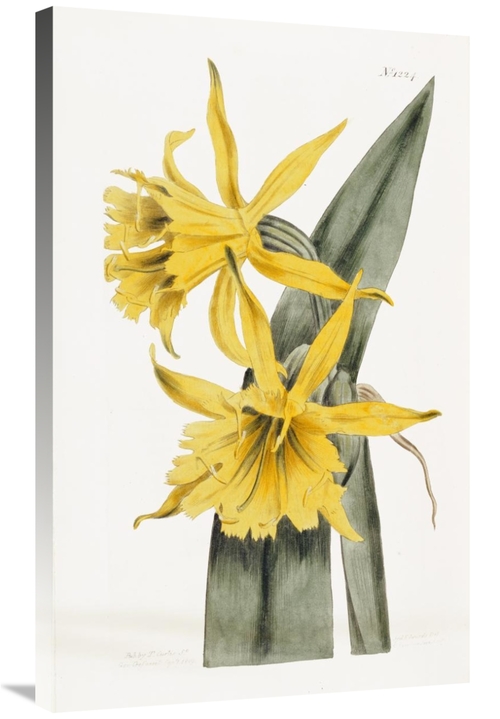 Global Gallery GCS-267897-36-142 36 in. Narcissi Art Print - William C