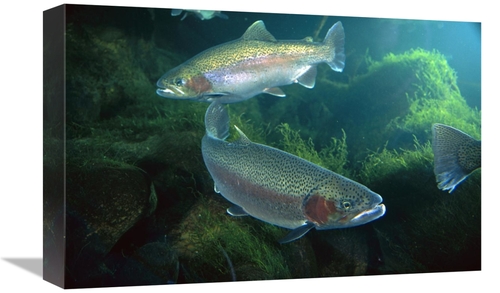 Global Gallery GCS-395696-1218-142 12 x 18 in. Rainbow Trout Pair Unde