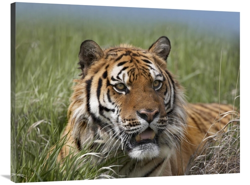 Global Gallery GCS-452259-3040-142 30 x 40 in. Siberian Tiger Portrait