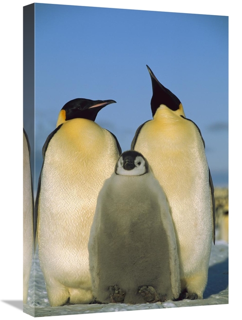 Global Gallery GCS-453119-1624-142 16 x 24 in. Emperor Penguin Pair wi