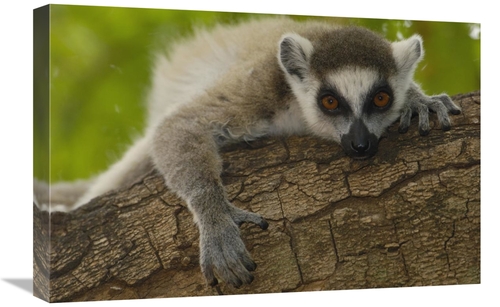 Global Gallery GCS-453235-1624-142 16 x 24 in. Ring-Tailed Lemur Portr