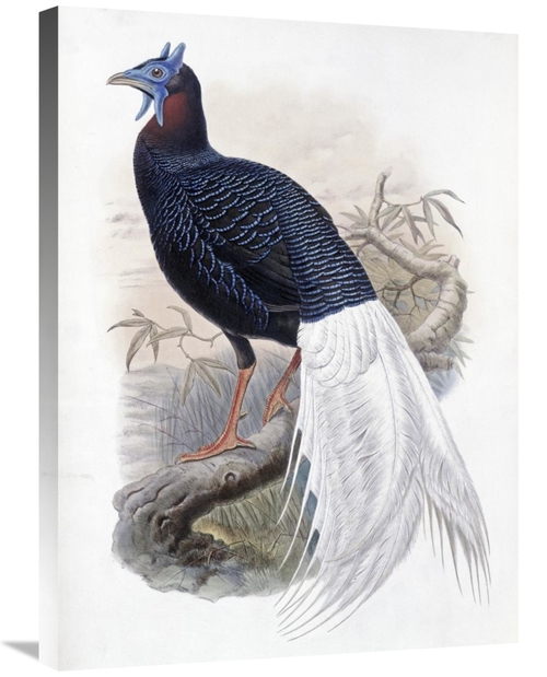 Global Gallery GCS-277747-30-142 30 in. Bulwers Pheasant Art Print - J