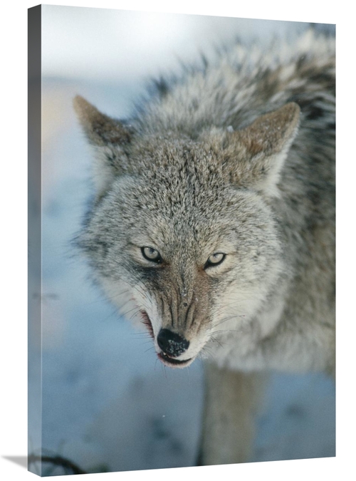 Global Gallery GCS-451846-2030-142 20 x 30 in. Coyote Snarling, Wh