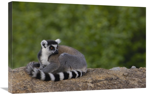 Global Gallery GCS-453246-2030-142 20 x 30 in. Ring-Tailed Lemur Resti