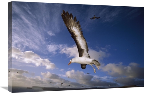 Global Gallery GCS-451820-2030-142 20 x 30 in. Campbell Albatross Juve