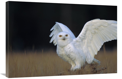 Global Gallery GCS-396610-2436-142 24 x 36 in. Snowy Owl Adult, Ci