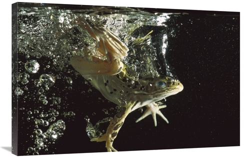 Global Gallery GCS-453372-2436-142 24 x 36 in. Northern Leopard Frog J