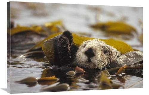 Global Gallery GCS-395755-2436-142 24 x 36 in. Sea Otter Floating in K