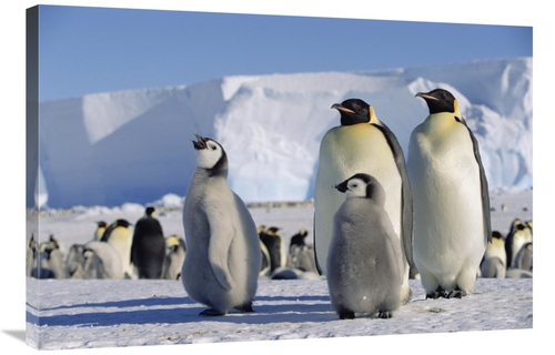 Global Gallery GCS-452414-2436-142 24 x 36 in. Emperor Penguins & Chic