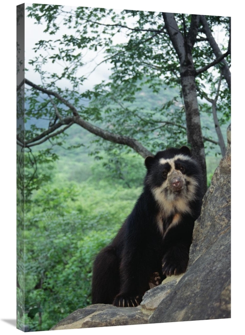 Global Gallery GCS-451465-2436-142 24 x 36 in. Spectacled Bear, Ce