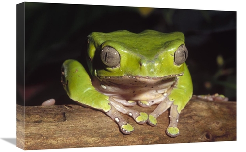 Global Gallery GCS-452733-1624-142 16 x 24 in. Giant Monkey Frog Close