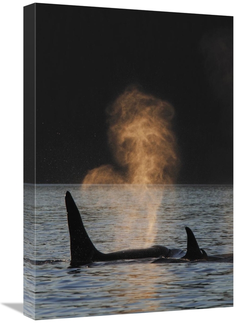 Global Gallery GCS-397716-1624-142 16 x 24 in. Orca Resident Pod Spout