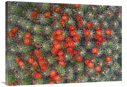 Global Gallery GCS-452103-40-142 40 in. Claret Cup Cactus Detail of Fl