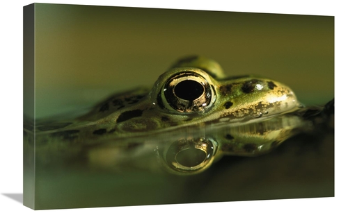 Global Gallery GCS-453373-1624-142 16 x 24 in. Northern Leopard Frog&#