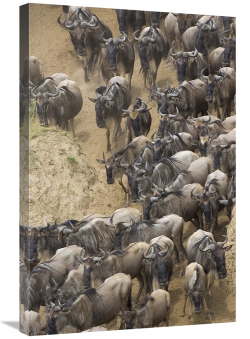 Global Gallery GCS-395799-2030-142 20 x 30 in. Blue Wildebeest Herd Ap