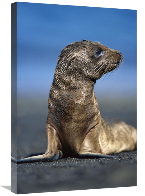 Global Gallery GCS-451238-2030-142 20 x 30 in. Galapagos Sea Lion Pup 
