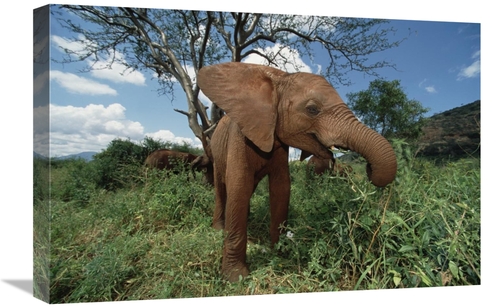 16 x 24 in. Orphan Baby Natumi Feeds on Vegetation, Tsavo East Nat