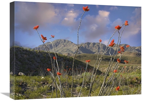 Global Gallery GCS-396562-1824-142 18 x 24 in. Ocotillo Big Bend Ranch