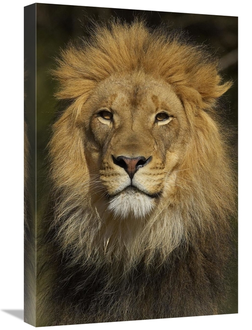 Global Gallery GCS-450894-1624-142 16 x 24 in. African Lion Male Portr
