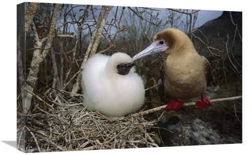 Global Gallery GCS-451833-1624-142 16 x 24 in. Red-Footed Booby Parent