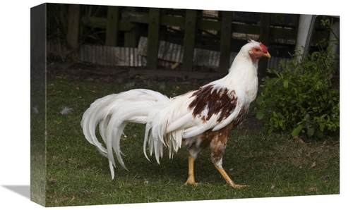 Global Gallery GCS-397445-1218-142 12 x 18 in. Domestic Chicken, R