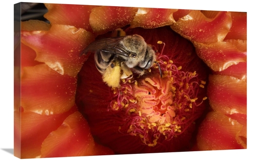 Global Gallery GCS-397742-2030-142 20 x 30 in. Cactus Bee Feeding on B