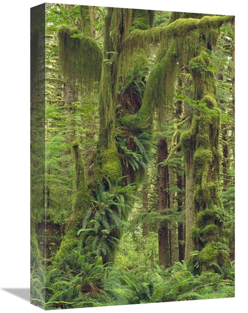 Global Gallery GCS-452875-1218-142 12 x 18 in. Temperate Rainforest&#4