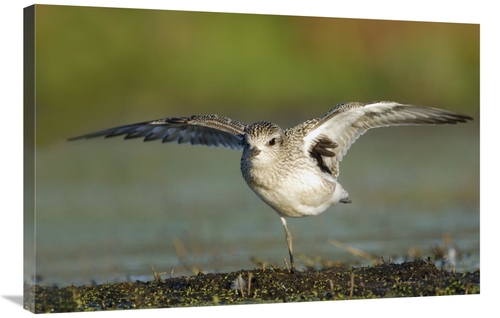 Global Gallery GCS-397609-2436-142 24 x 36 in. Black-Bellied Plover Sp