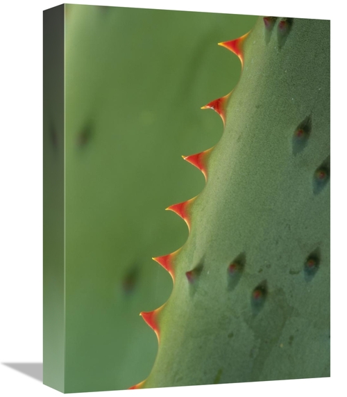 Global Gallery GCS-395958-1216-142 12 x 16 in. Cape Aloe Spines Art Pr